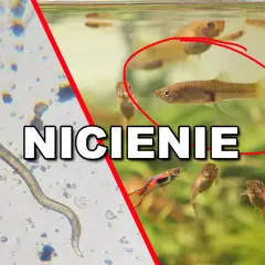 Mikroskopowy widok nicienia obok akwarium z rybkami. Czy te nicienie mogą zaszkodzić rybie?