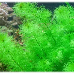 Gęste, jasnozielone kępy wodnej rośliny Myriophyllum guyana, z drobnymi pęcherzykami powietrza na liściach.