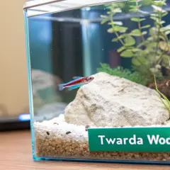Małe akwarium z neonką, kamieniem i roślinami. Na zielonej etykiecie widnieje napis "Twarda Woda", sugerujący rodzaj wody do akwarium.