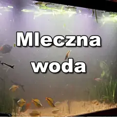 Mętna woda w akwarium, ryby pływają w mlecznym oparze.