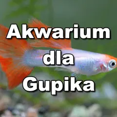 Ile gupików w akwarium? Oto, co musisz wiedzieć, aby uniknąć problemów