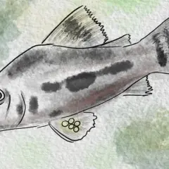Kirysek tygrysi z charakterystycznymi cętkami i wąsikami, pływa wśród zielonych plam.