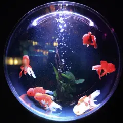 Kilka złotych rybek pływa w okrągłej kuli. Zastanawiasz się, ile kosztuje złota rybka w kuli?