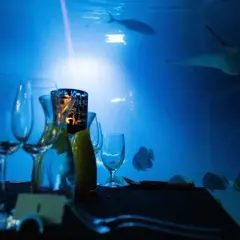 Kolacja w oceanarium Wrocław - wyjątkowe przeżycie pod wodą