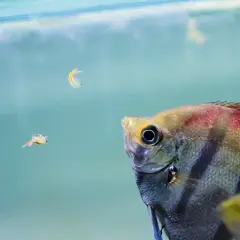 Jaki żywy pokarm dla rybek akwariowych poprawi ich zdrowie i wzrost?