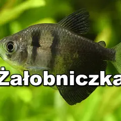 Ile rybek do akwarium 30l? Sprawdź, jakie gatunki wybrać dla początkujących