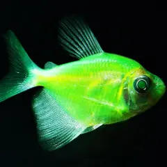 Jasnozielony danio fluorescencyjne z opalizującymi płetwami i oczami, pływające w ciemności.