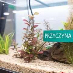 Piękne akwarium roślinne z zielonymi i czerwonymi roślinami. Tabliczka "PRZYCZYNA GLONOW" sugeruje, że to miejsce edukacyjne.
