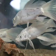 Białe ryby z delikatnymi płetwami, jakby pokryte rybią ospą, pływają w akwarium wśród bąbelków powietrza i kamieni.