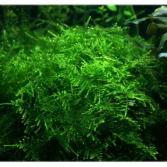 Gęsty, zielony taiwan moss w akwarium, tworzący bujne kępy.
