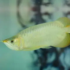 Złota ryba arowana w akwarium, z charakterystycznymi wąsikami i łuskami.
