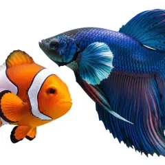 Pomarańczowa rybka Nemo i niebieski bojownik syjamski. Zastanawiasz się, ile kosztuje rybka Nemo?