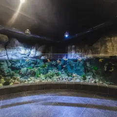 Oceanarium Gdyńskie – Fascynujące atrakcje i informacje dla odwiedzających