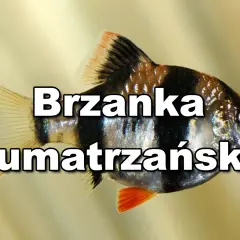 Brzanka sumatrzańska, popularna ryba akwariowa, często trzymana z innymi łagodnymi gatunkami.