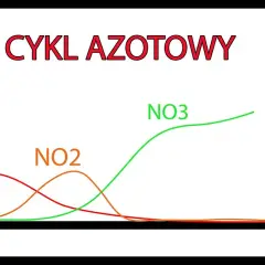 Ile dojrzewa akwarium? Kluczowe czynniki wpływające na czas cyklu
