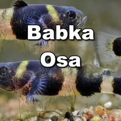 Dwie ryby babka akwariowa z charakterystycznymi czarno-żółtymi pasami.