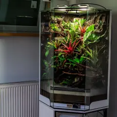 Wysokie, sześciokątne paludarium z akwarium, pełne bujnej, tropikalnej roślinności, w tym czerwonych bromelii i zielonych liści.