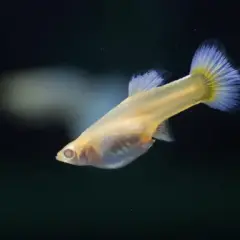 Gupiki z jakimi rybami? Odkryj najlepsze towarzystwo dla nich