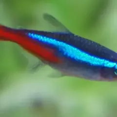 Dlaczego neonki zdychają? Odkryj najczęstsze przyczyny i rozwiązania