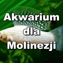 Jakie rybki z molinezjami – najlepsze towarzysze dla twojego akwarium