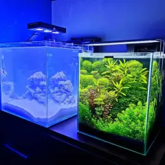 Ile rybek w akwarium 20l? Oto najlepsze gatunki i ich wymagania