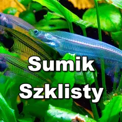 Kilka sumików szklistych pływa wśród zielonych roślin akwariowych.