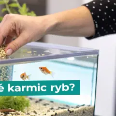 Dłoń wsypuje pokarm do akwarium, gdzie pływają złote rybki. Czy to odpowiedni pokarm dla ryb roślinożernych?