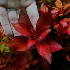 Dłoń trzyma piękną, czerwoną Ludwigia glandulosa w akwarium. Liście są intensywnie wybarwione.