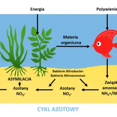 Cykl azotowy w akwarium: ryba produkuje związki amoniaku, które bakterie Nitrosomonas i Nitrobacter przetwarzają. Rośliny asymilują azotany.