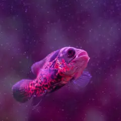 Oskar w fioletowym świetle akwarium. Niebieskie światło w akwarium podkreśla intensywne kolory ryby, tworząc magiczny efekt.
