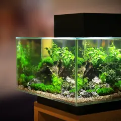 Piękne akwarium w stylu iwagumi, pełne zielonych roślin i kamieni, tworzy miniaturowy podwodny krajobraz.