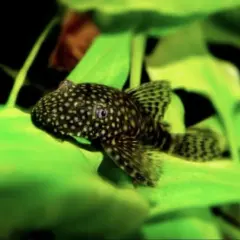 Mały, cętkowany glonojad na zielonych liściach. Zastanawiasz się, ile kosztuje glonojad w sklepie zoologicznym?