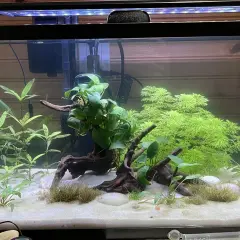 Aktywne akwarium z piaskiem, korzeniami i bujną roślinnością, w tym Hygrophila siamensis, tworzącą zieloną ścianę.