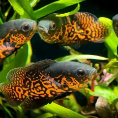 Kilka pielęgnic severum gold pływa wśród zielonych roślin akwariowych, prezentując swoje pomarańczowo-czarne wzory.