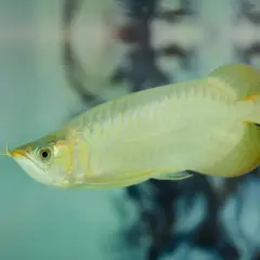 Złota arowana pływa w akwarium, gdzie twardość wody jest kluczowa dla jej zdrowia.