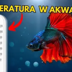 Jak obniżyć temperaturę w akwarium i uratować ryby przed upałem