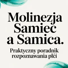 Molinezje samiec a samica. Praktyczny poradnik rozpoznawania płci. Woda w akwarium mieni się odcieniem turkusu, jak piękne molinezje kolory.