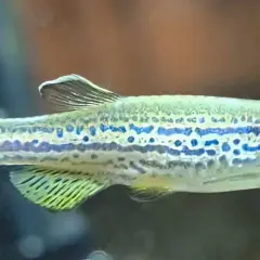 Danio pręgowane z niebieskimi plamkami, idealne do akwarium z odpowiednią temperaturą wody.