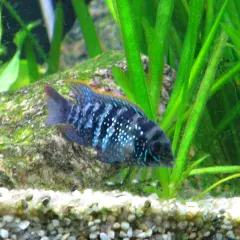 Akara electric blue z białymi kropkami pływa wśród zielonych roślin i kamieni.