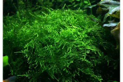 Gęsty, zielony taiwan moss w akwarium, tworzący bujne kępy.