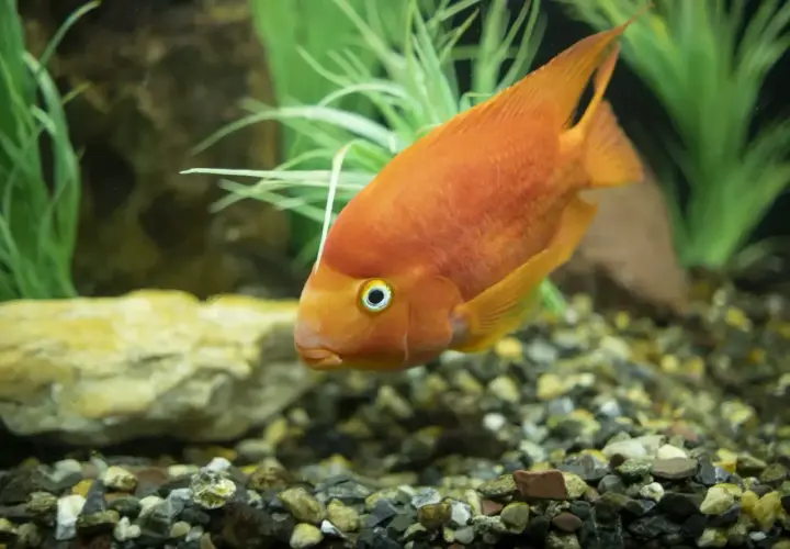 Pomarańczowa pielęgnica papuzia pływa w akwarium z innymi rybami, wśród kamieni i zielonych roślin.