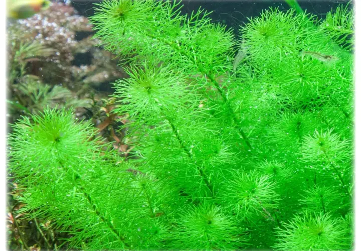 Gęste, jasnozielone kępy wodnej rośliny Myriophyllum guyana, z drobnymi pęcherzykami powietrza na liściach.