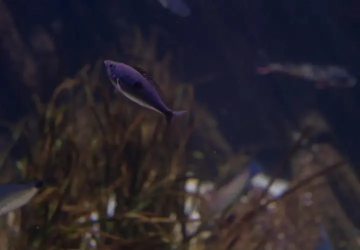 Fioletowa molinezja czerwona pływa w ciemnym akwarium wśród roślin.