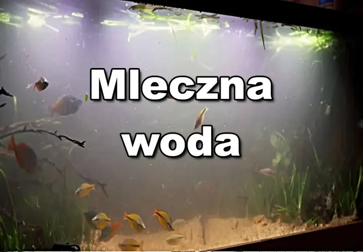 Mętna woda w akwarium, ryby pływają w mlecznym oparze.
