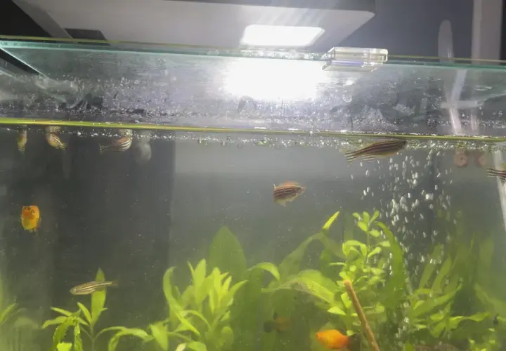 Dlaczego rybki pływają przy filtrze? Odkryj tajemnice ich zachowań