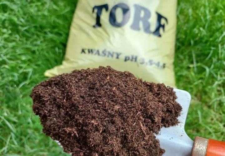 Łopatka z torfem na tle zielonej trawy i worka z napisem "TORF KWAŚNY". Idealny do roślin lubiących kwaśne podłoże.