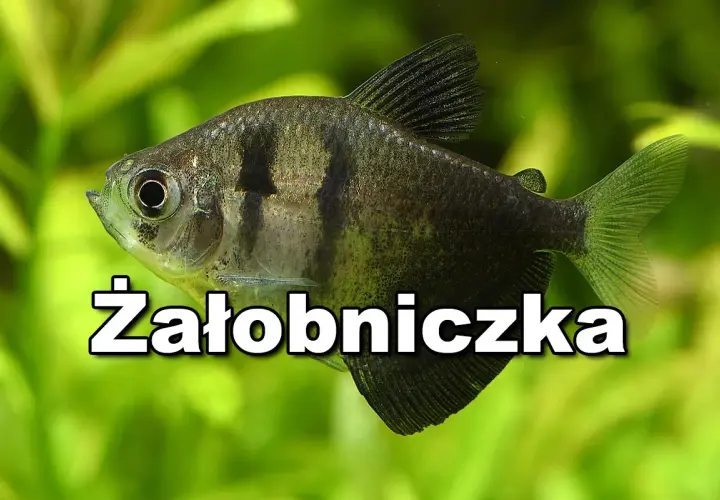Ile rybek do akwarium 30l? Sprawdź, jakie gatunki wybrać dla początkujących