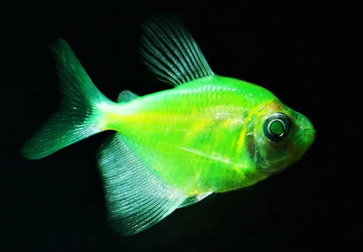 Jasnozielony danio fluorescencyjne z opalizującymi płetwami i oczami, pływające w ciemności.