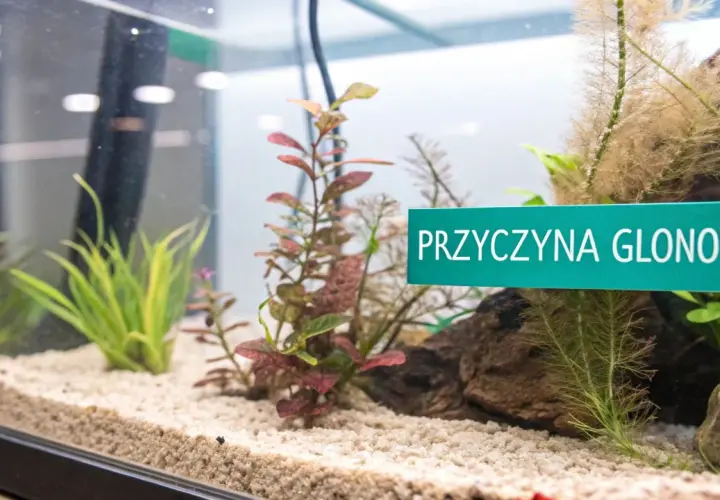 Piękne akwarium roślinne z zielonymi i czerwonymi roślinami. Tabliczka "PRZYCZYNA GLONOW" sugeruje, że to miejsce edukacyjne.