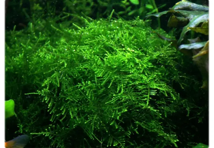 Gęsty, zielony taiwan moss w akwarium, tworzący bujne kępy.